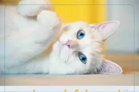 滁州交警拯救2000多只小猫 获PETA Asia“动物朋友奖“图片
