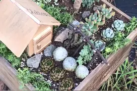 在旧红酒箱中放上的小房子，将多肉看作蔬菜，打造一派恬静的乡村风景 点️️收藏起来，还会把红酒箱扔了吗？视频封面