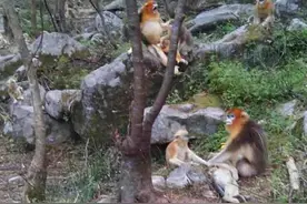 画面心碎：小金丝猴夭折 猴妈抱尸不离图片