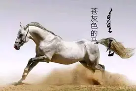 蒙古马的颜色名称你知道多少？（蒙古文）图片