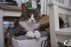 奶音猫咪洗澡一秒变杀猪般的嚎叫，来看看猫咪洗澡的视频封面