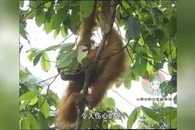 还记得猴赛雷吗？这可是成年雄猩猩吸引雌性的武器！视频封面