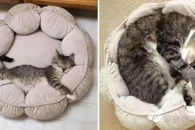 猫咪长大前和长大后的对比照片图片