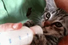 刚出生小奶猫喝奶，样子把人萌翻，最后那一只用奶洗澡让人笑疯！图片