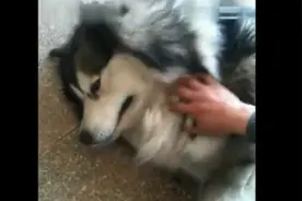 这个女人训狗，竟把狗训哭了！图片