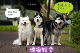 除了雪橇三傻，这6种狗也是很棒的雪橇犬，最后1种还征服过南极图片