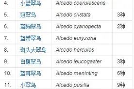 世界上最漂亮的鸟类家族：翠鸟科图片