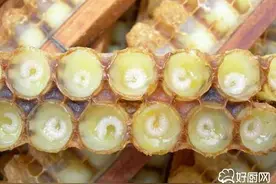 挑选蜂王浆的方法图片