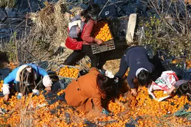 昆明：货车侧翻桔子散落高速 清理后遭村民哄抢（图)图片