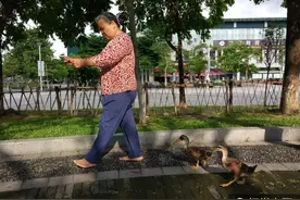 广东东莞：阿姨养鸭子当宠物，去公园遛弯鸭子自觉跟随图片