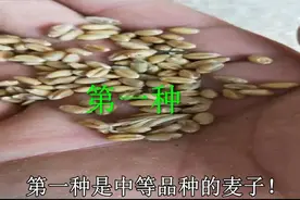 小麦收货季节已经结束，教你如何辨别小麦的品质！