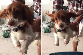 小腊肠犬被劲风吹袭毛发乱舞犹如飞翔图片