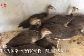 家养孔雀违法吗？蓝孔雀可以，绿孔雀不行视频封面