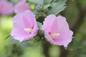 花花世界 | 想要有个家，门前开满木槿花图片