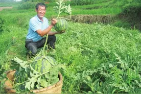 开沟起垄西瓜旱涝保收图片