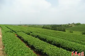 岳阳县黄沙街：采撷茶场那抹“亮色”图片