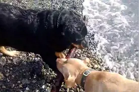 主人给罗威纳和比特犬一根木棍，两只狗展开了拉锯战，看谁力量大图片