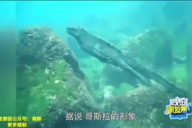 国外小哥发现疑似哥斯拉怪兽生物！结果让人崩溃图片