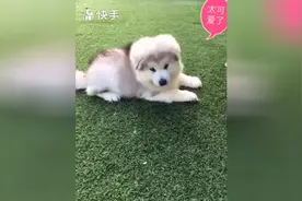 狗狗蹦蹦跳跳的真可爱，像个肉丸子图片