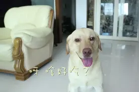 哈哈翻到一个小布满嘴东北话的大挑战视频视频封面
