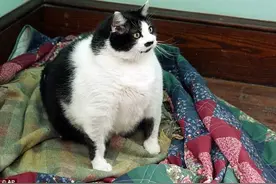 猫咪30斤等于人类600斤，嫌弃它胖竟被扔了图片