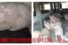 夏季猪场灭蝇的小妙招？学不完的知识！图片