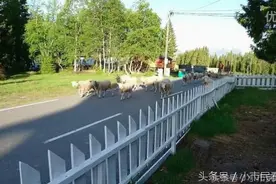 领头羊的重要性，一群走错路的羊，最后终于来了几个认识路的图片