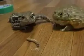 ​一只小牛蛙和一只胖牛蛙的食物争夺大战，到底是谁赢谁负呢？图片