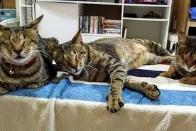 失明的猫咪三兄妹遭主人弃养后，遇到了好主人图片