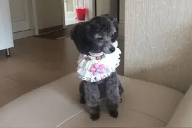 说说家里一个大长腿一个小短腿泰迪图片