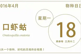 餐桌物种日历 | 4月18日 口虾蛄图片