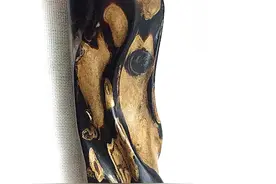为什么烟嘴要选择海柳图片