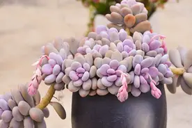 多肉植物日常之腐烂篇图片