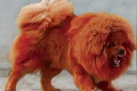 曾经天价国宝级猛犬：藏獒究竟是怎么伤人的？图片