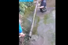 牛人用一根竹竿捕获几十斤鱼，新型捕鱼技能图片