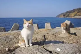 住进一家和猫咪住在一起的Airbnb！图片