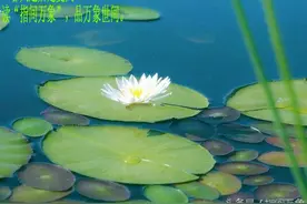 当代诗歌：春天过后是夏天||指间万象，原创作品图片