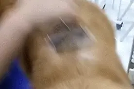 大狗狗美容（去底绒）：金毛—队长图片