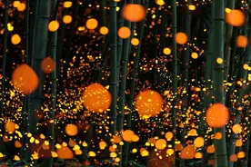 夏夜日本萤火虫森林引人入胜  如超现实梦境（组图）图片