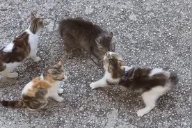 2只母猫打架，战事一起2只小猫蒙圈了，妈妈怎么这么凶？视频封面