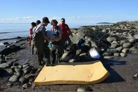 兄弟俩在海滩游玩时发现一只白鲸宝宝，做了一件让人倍感温暖的事图片