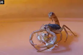 蝎子的产崽全过程，原来蝎子产崽不是从背部图片