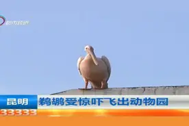 鹈鹕受惊吓飞出动物园图片