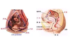 盆腔炎的症状以及预防与治疗，关爱女性健康图片