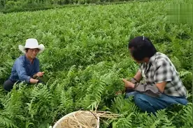 现在还有蕨菜哦，种了一大块地，到冬天才没长呢视频封面