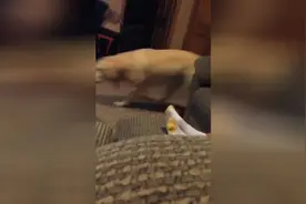 狗狗太好奇了，一直王往主人身上爬视频封面