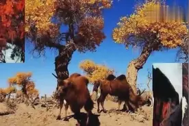 一曲《梦驼铃》莫把心揉碎！图片