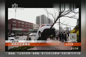 把车开上树的技术，神奇的交通事故图片