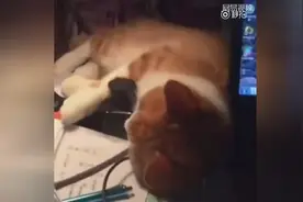 喵星人闻歌起舞，全身开启振动模式，根本停不下来...图片