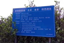 寻茶记 | 行走大庵古茶园图片